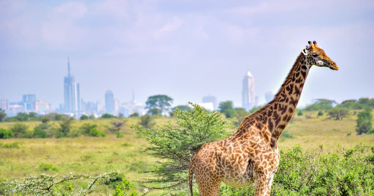 Digital Nomad Guide to Living in Nairobi