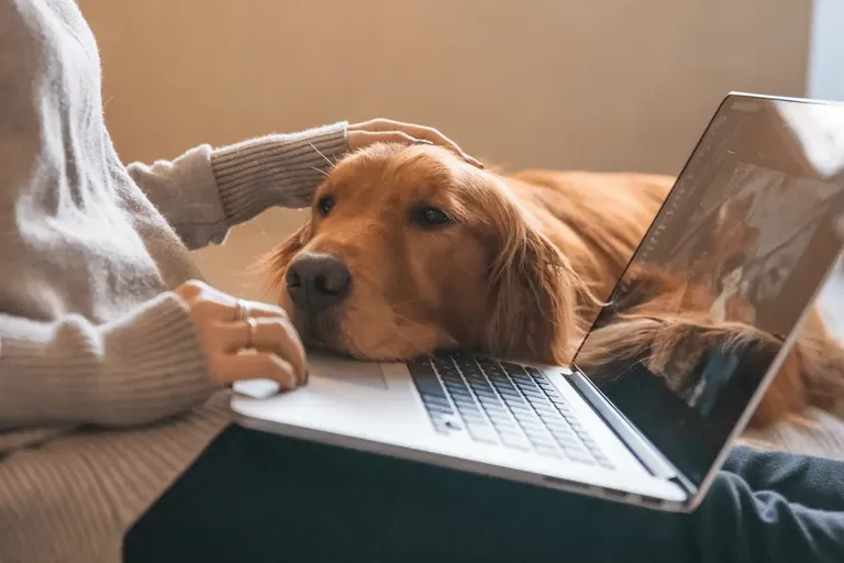 What is House Sitting? A Guide for Travelers and Nomads