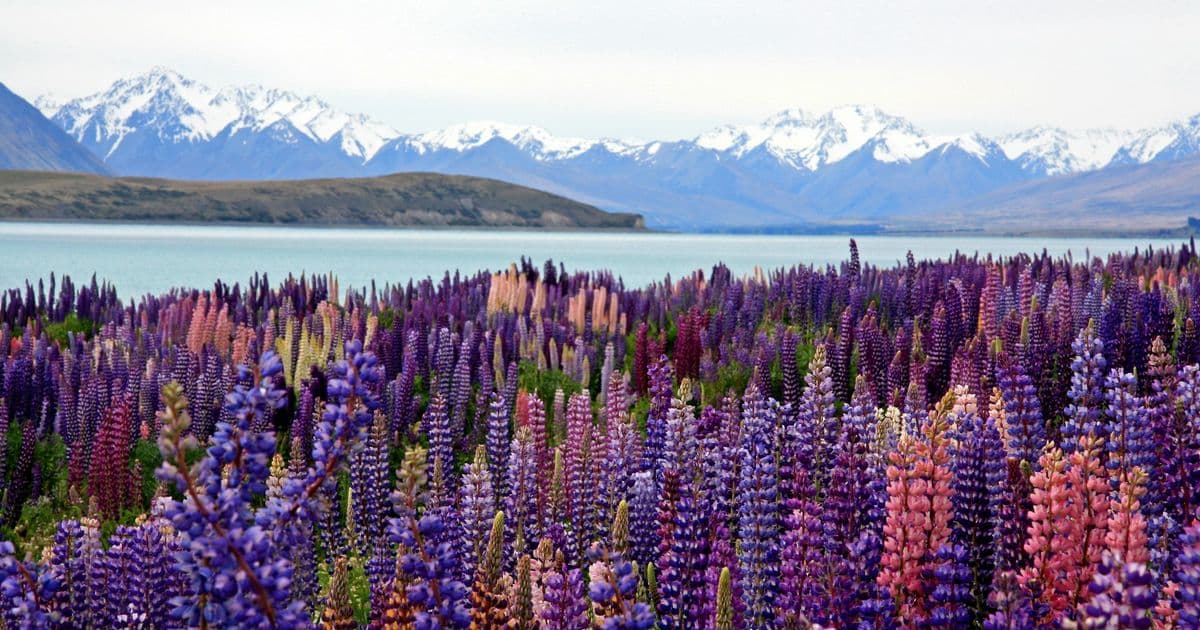 New Zealand Digital Nomad Visa: Requirements and How To Apply