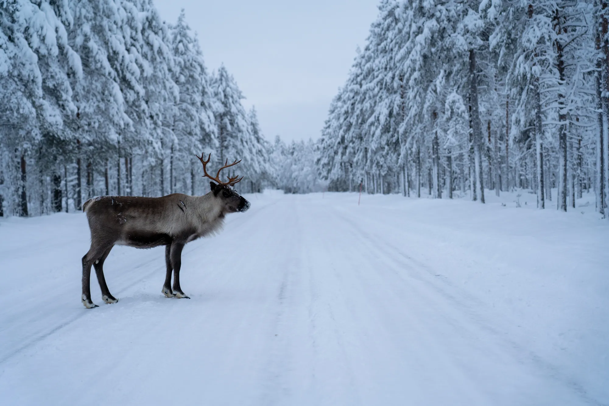 Image of a wild animal in Finland