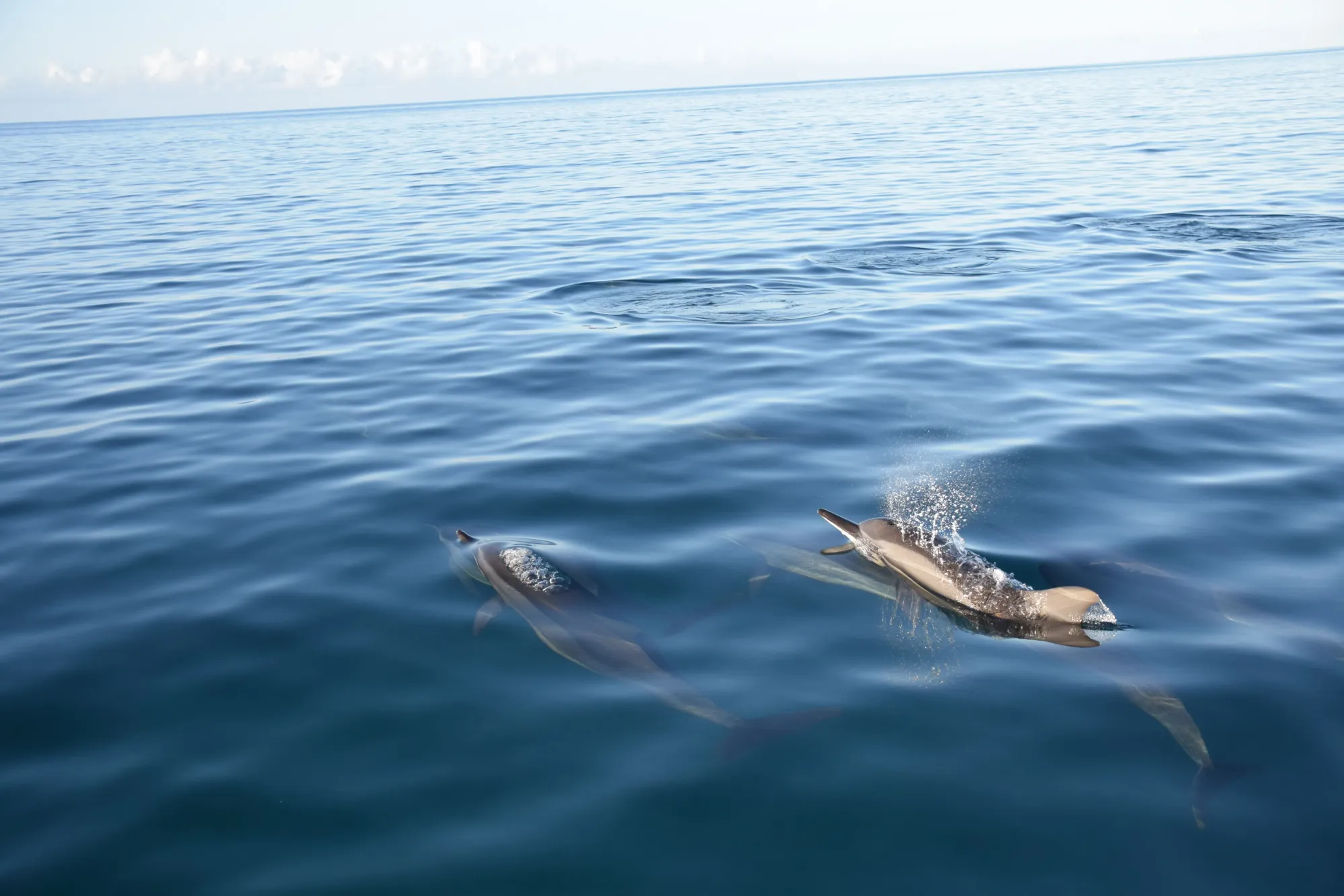 Dolphins in Mauritius
