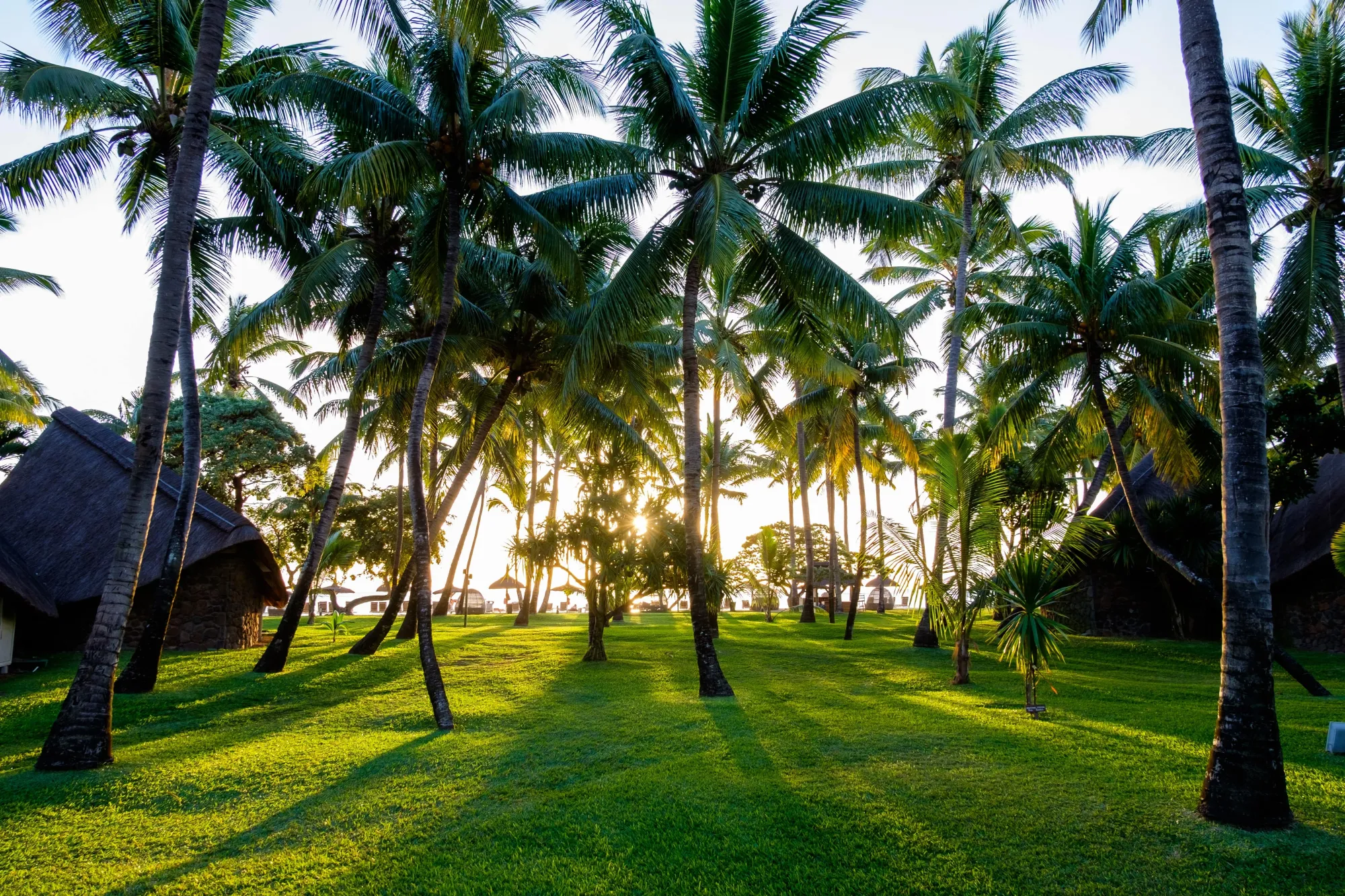 Palms in Mauritius