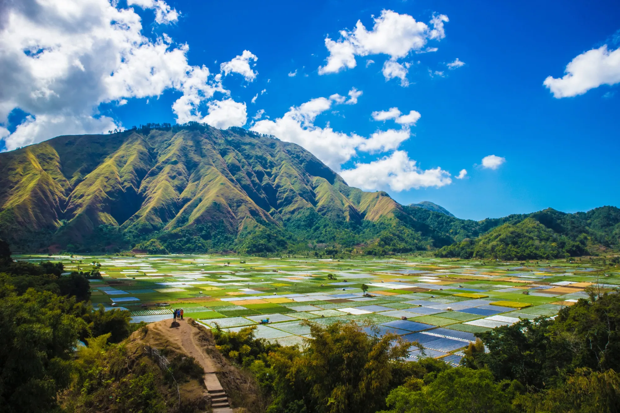 View of Lombok's rice fields in Indonesia