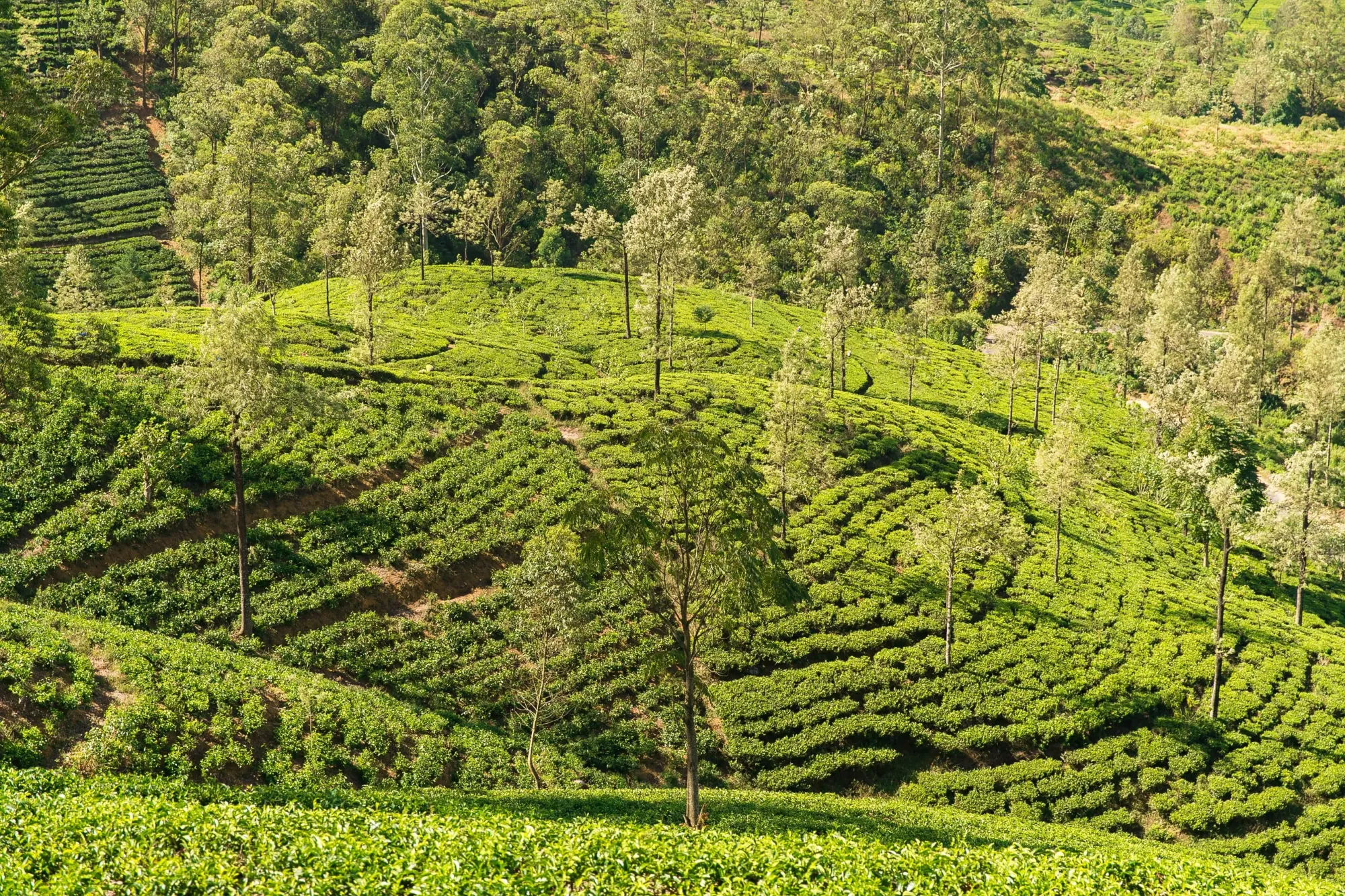 Tea plantations in Ella, Sri Lanka