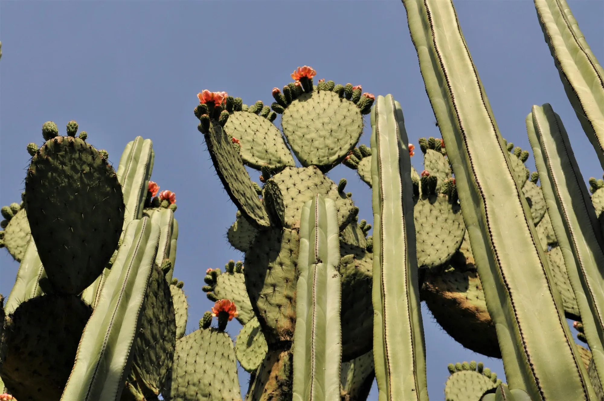 Cacti in Oaxaca City