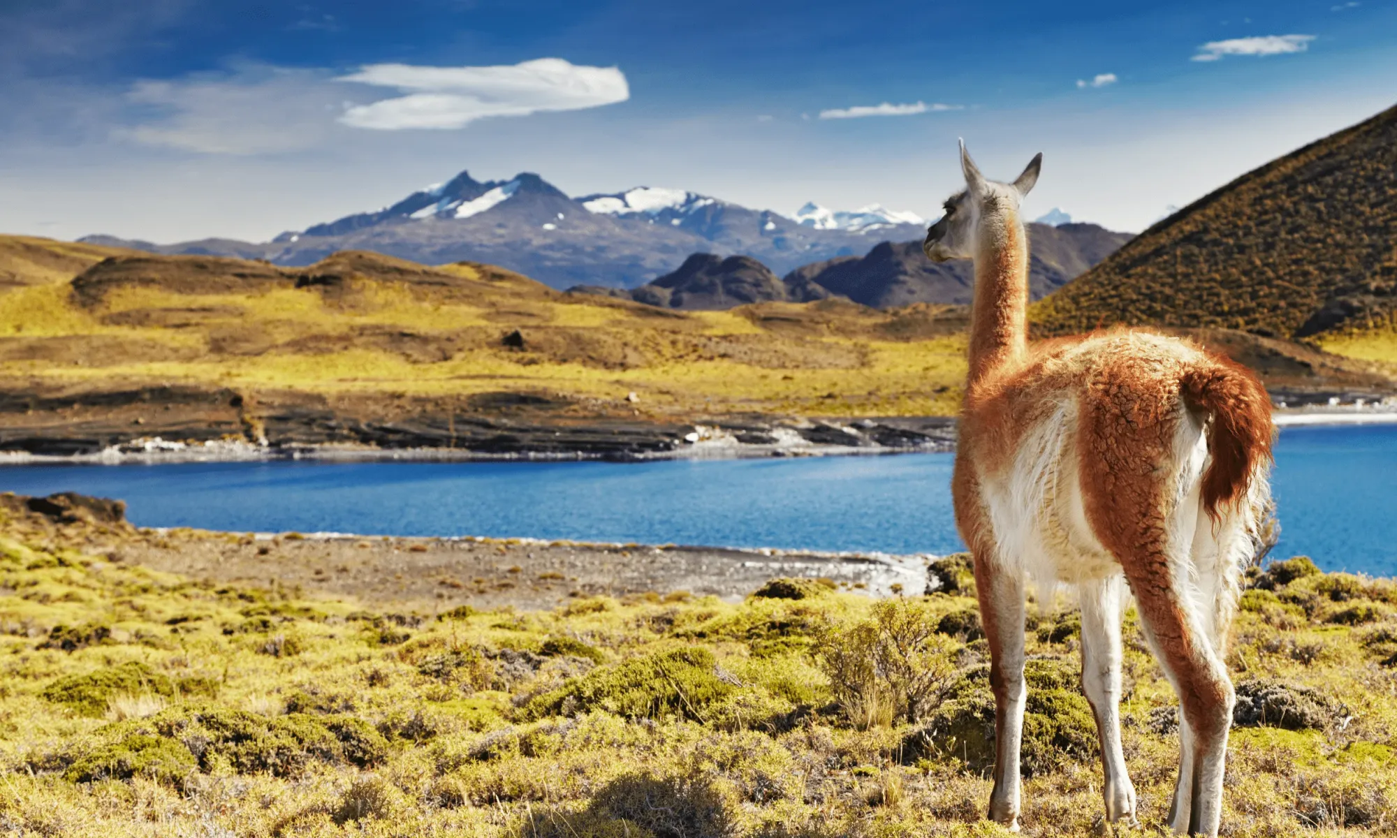 Lama on the mountains in Argentina