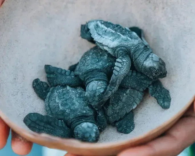 Baby turtles in Mazunte, Mexico