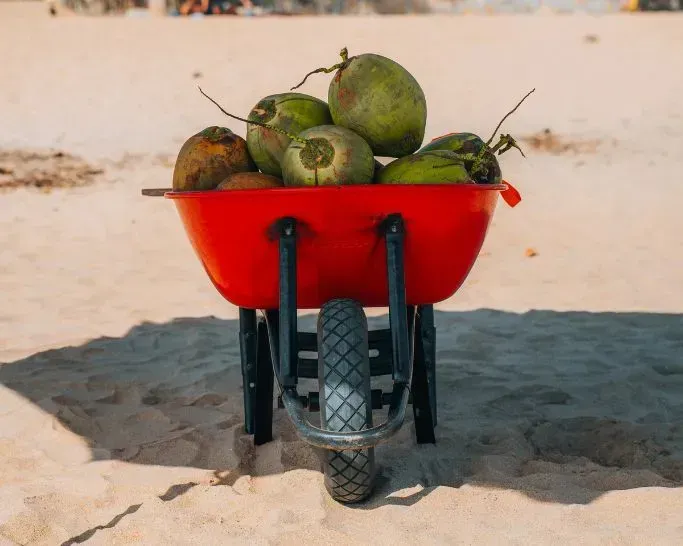 Wheelbarrow with coconuts on the beach in Mazunte