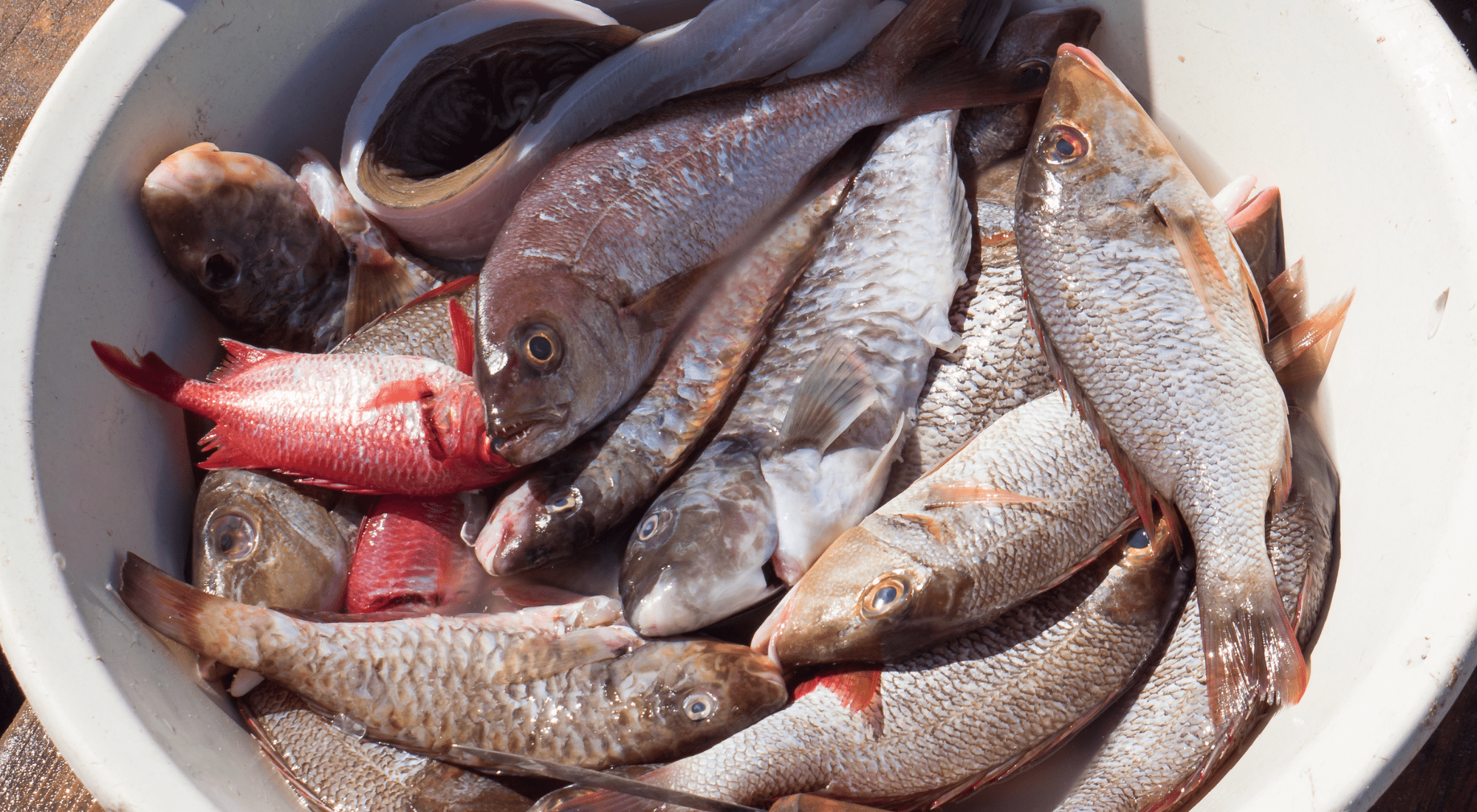 Fish in Sal, Cape Verde