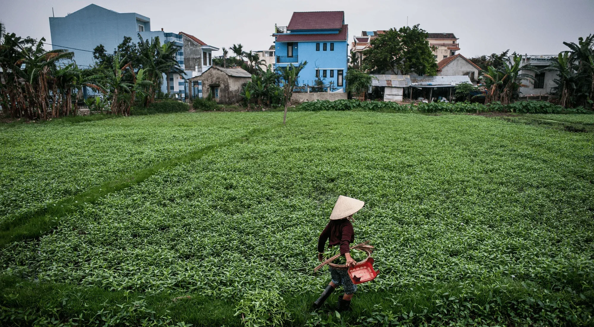 Paddy fields in Hoi An