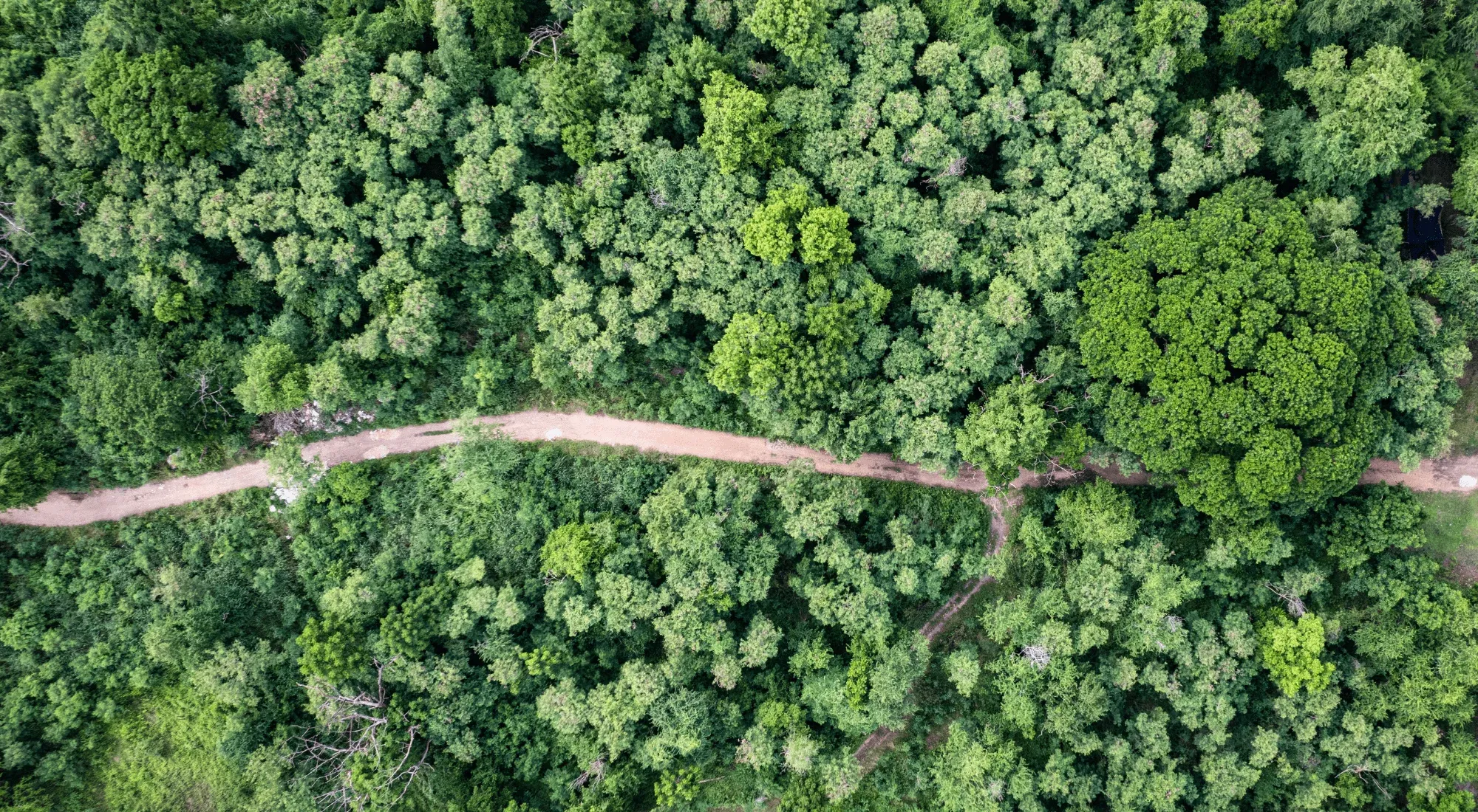 Forest seen from above