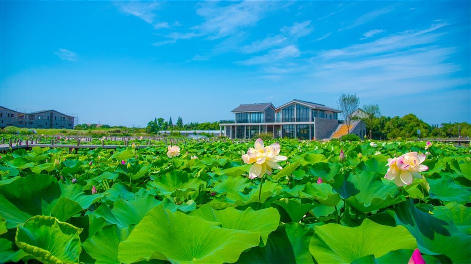 Lotus flowers planted in the Caojing Country Park's water areas