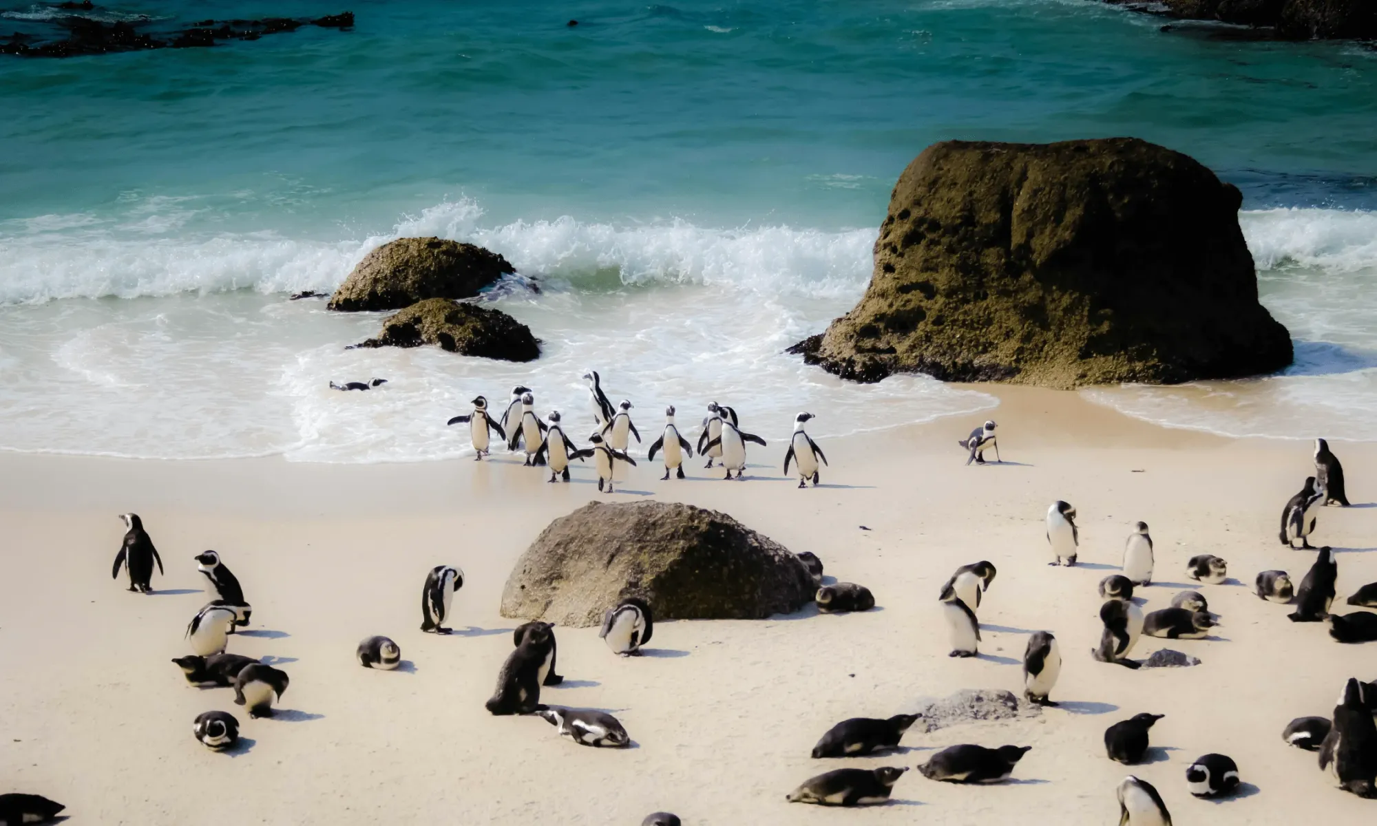 Penguin in South Africa