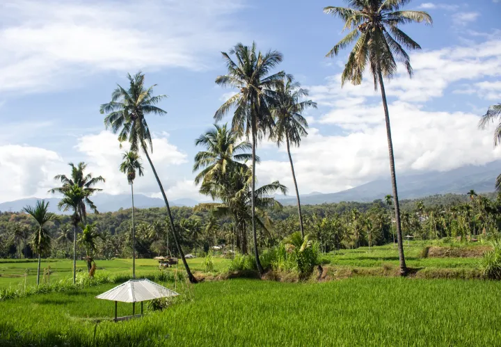 Paddy fields in Bayan, Lombok
