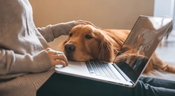 Why All Digital Nomads Should Consider Housesitting