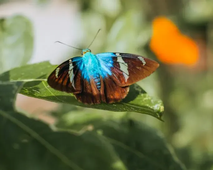 Farfalla nella Reserva Natural di Panajachel