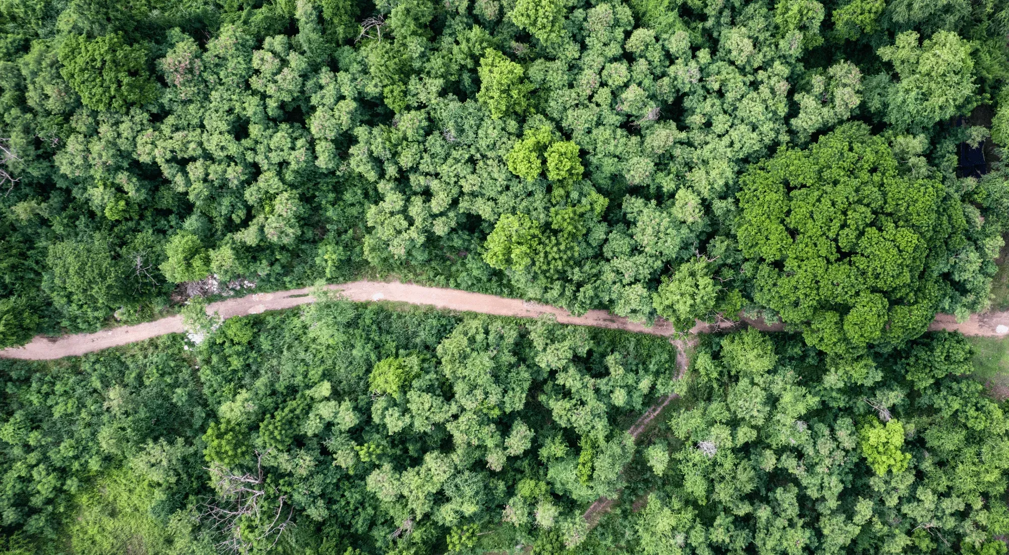 vista da sopra di alberi