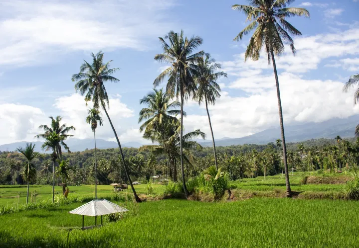 Risaie a Bayan, Lombok